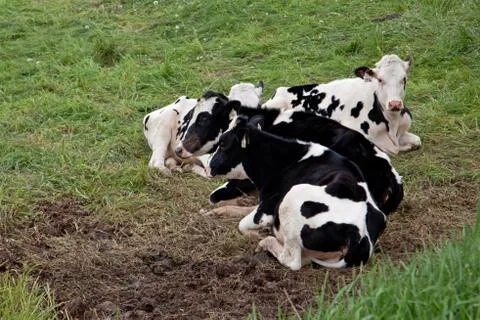 Cows with tags relax Stock Photos