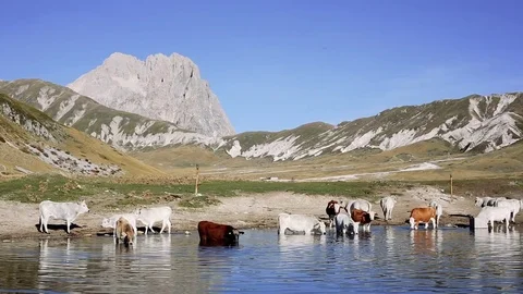 Cows take a bath into the lake Stock Footage 84723588