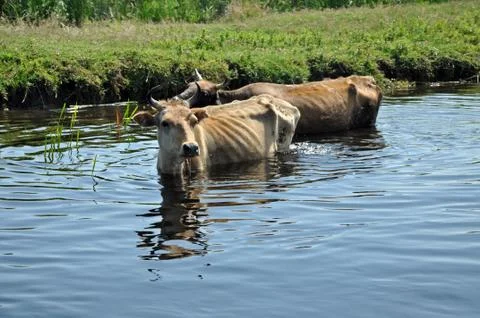 Cows taking a bath in the river. Danube delta, Romania Foto stock
