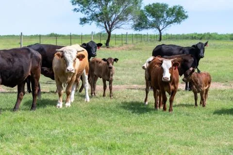 Cows in a Texas Pasture Stock Photos