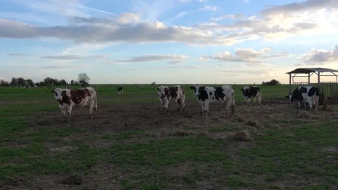 Cows in their field with nice sky Video stock 76911794