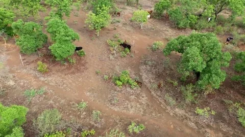 Cows though the savannah trees Stock Footage 80510858
