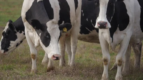 Cows Three Shot Stock Footage 97606492
