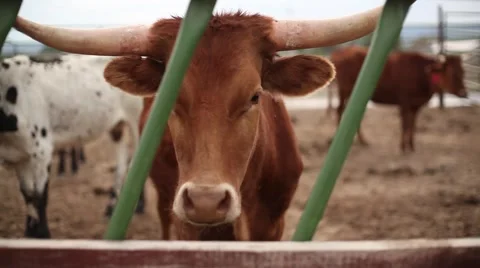 Cows through fence Stock Footage 41440764