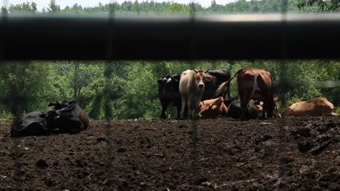 COWS THROUGH FENCE Stock Footage 188901792