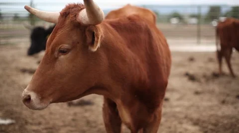 Cows tight shot Vídeo Stock 41440751