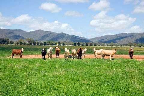 Cows together 写真素材