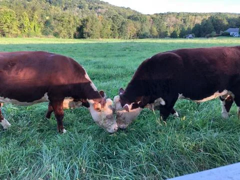 Cows together Stock Photos