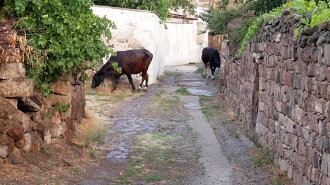 Cows in Town Stock Footage 84626580
