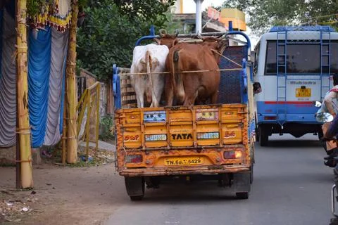 Cows Transportation Stock Photos