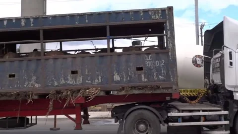 Cows Transported Using a Trailer Truck in the Philippines Stock Footage 170608979