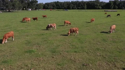 Cows with Truck &amp; Trailer in Background Stock Footage 219824897