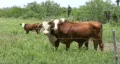 Cows two broadside through fence TX HD HD Footage