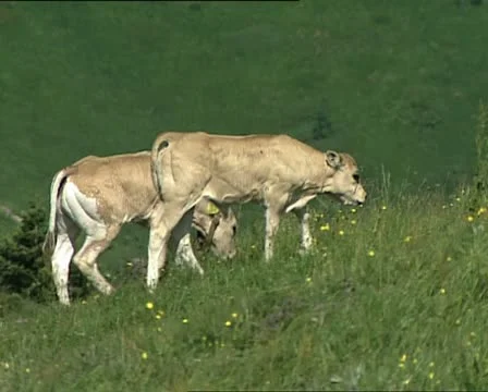 COWS two calves climbing AUDIO 스톡 동영상 11467791