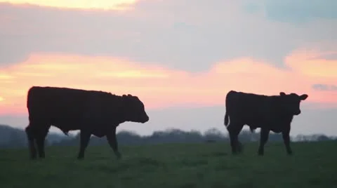 Cows two walking at sunset ms Video stock 18167891