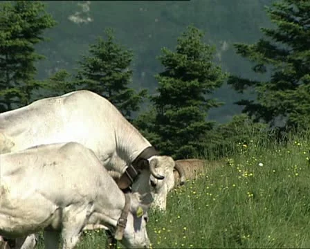COWS two white cows grazing AUDIO Stock Footage 11467756