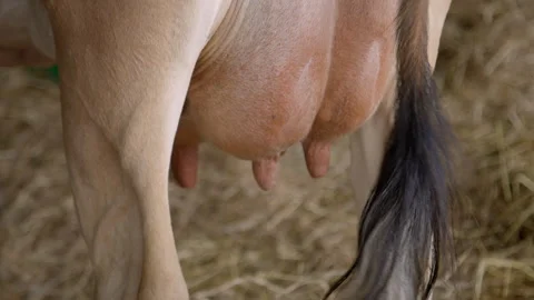 Cows udder close up Stock-Footage 256212237