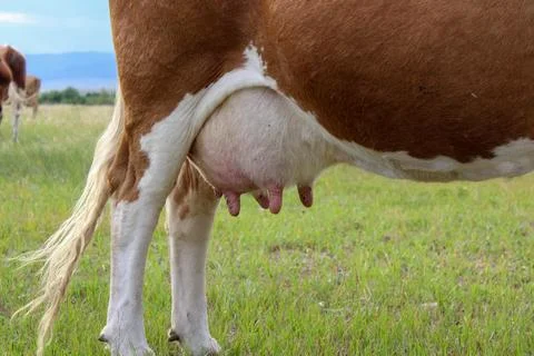 Cow's udder close up Stock Photos