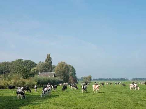 Cows under blue sky in green meadow between Loenen and Breukelen near utrecht Stock Photos