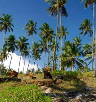 Cows under the palms Foto stock