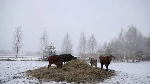 Cows under snow 動画素材 85055236