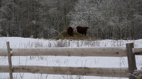 Cows under snow 動画素材 85055590