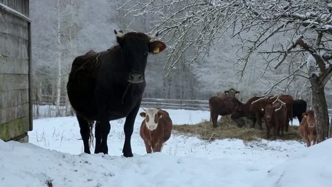 Cows under snow 動画素材 85057452