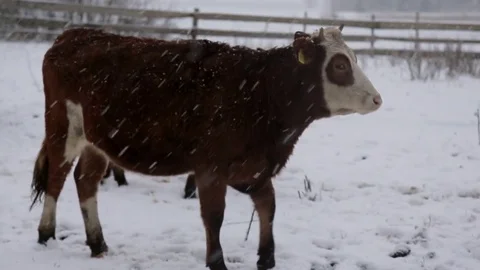 Cows under snow Stock Footage