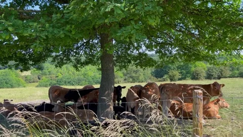 Cows under a tree Stock Footage 243552940