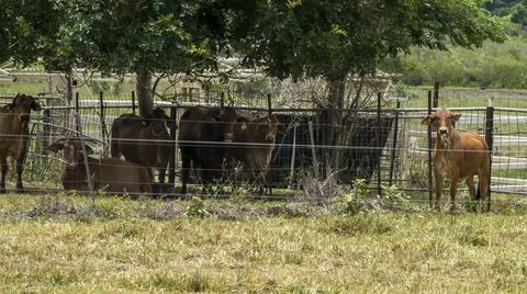 Cows Under A Tree Stock Photos