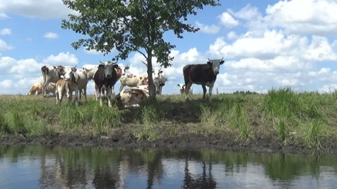 Cows under the tree on the Revna River 스톡 동영상 110742716