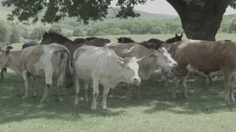 Cows under Tree in Romania -Cine Gamma- 스톡 동영상 51822928
