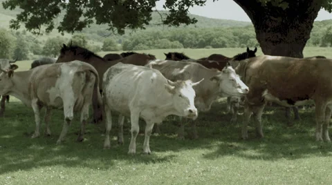 Cows under Tree in Romania -Graded- 스톡 동영상 51822846