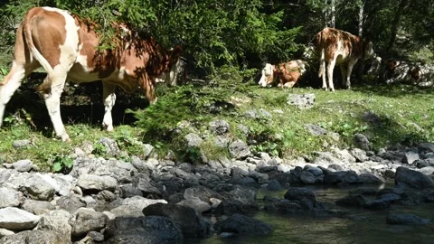 Cows under trees next to a mountain stream in summer Stock Footage 260834439