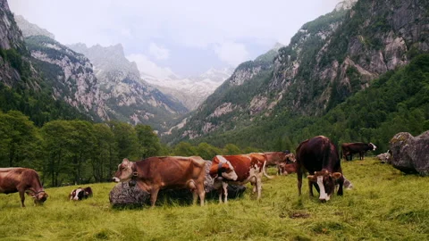 Cows in a Valley eating grass Stock Footage 252035902
