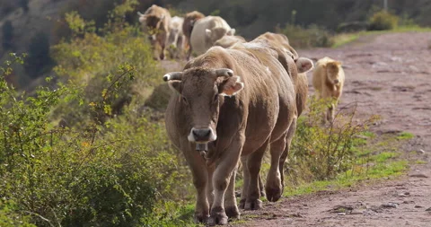 Cows in the valley of Hecho and Anso, Aragonese Pyrenees, Spain Stock Footage 165054226