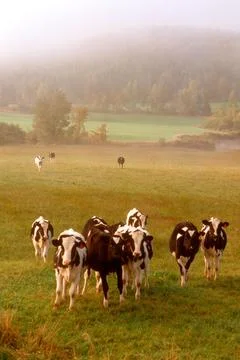 Cows in Vermont. Stock Photos
