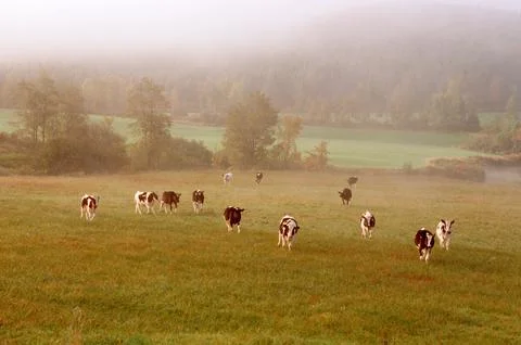 Cows in Vermont. Stock Photos