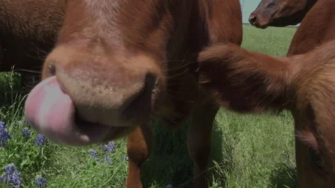 Cows very close, with turbines barely visible in background, 4K. Stock Footage 241538592