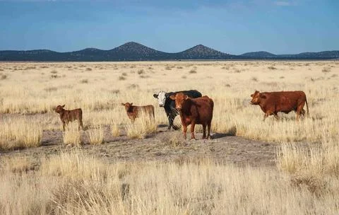 Cows at The Very Large Array Radio Astronomy Observatory Stock-Fotos