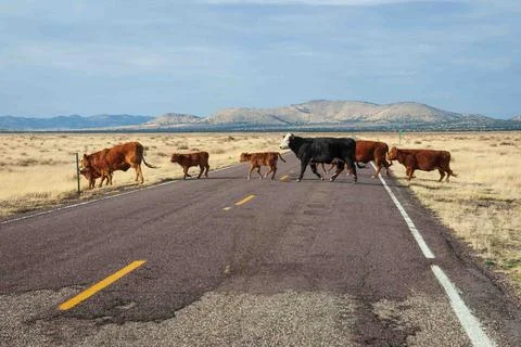 Cows at The Very Large Array Radio Astronomy Observatory 写真素材