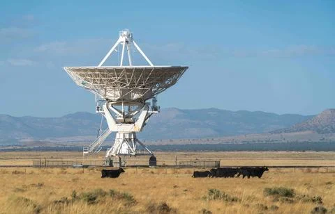Cows at The Very Large Array Radio Astronomy Observatory 写真素材