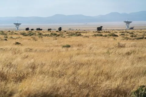 Cows at The Very Large Array Radio Astronomy Observatory Stock Photos