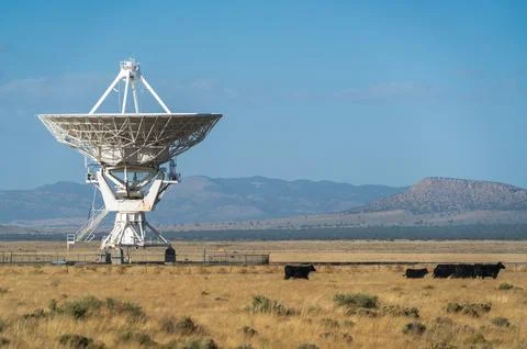 Cows at The Very Large Array Radio Astronomy Observatory 写真素材