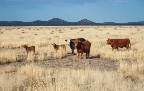 Cows at The Very Large Array Radio Astronomy Observatory Stock Photos
