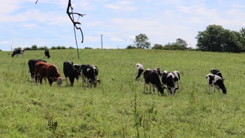 Cows video 1 Vídeos de archivo 135138286