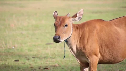 Cows in A Village Stock Footage 206292617
