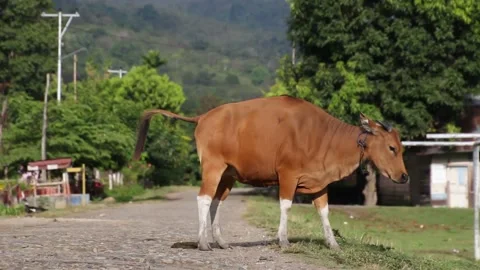 Cows in A Village Stock Footage 206293069