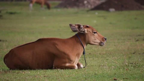 Cows in A Village Stock Footage 206293108