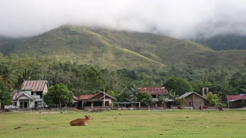 Cows in A Village Stock Footage 206293765